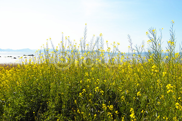 사람없음 JPG 포토 꽃 꽃밭 바다 백그라운드 봄꽃 식물 야외 유채 자연 주간 초원(자연) 풍경(경치) 하늘