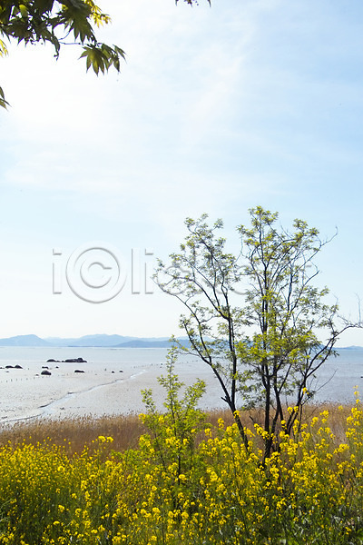 사람없음 JPG 포토 갈대(식물) 갯벌 꽃 꽃밭 나무 바다 백그라운드 봄꽃 산 식물 야외 유채 자연 주간 풍경(경치) 하늘