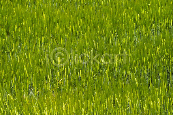 사람없음 JPG 포토 곡류 밭 백그라운드 보리 보리밭 식물 야외 웰빙 유기농 자연 주간 초록색 풍경(경치)
