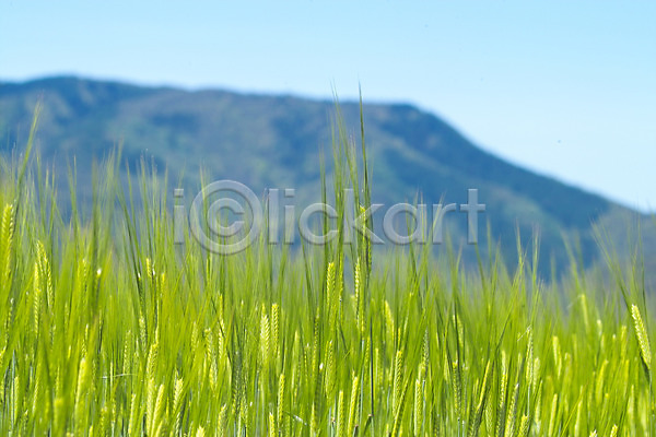 사람없음 JPG 포토 곡류 밭 배경화면 백그라운드 보리 보리밭 산 식물 야외 웰빙 유기농 자연 주간 풍경(경치) 하늘