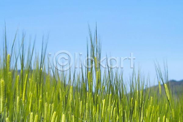 사람없음 JPG 포토 곡류 밭 배경화면 백그라운드 보리 보리밭 식물 야외 웰빙 유기농 자연 주간 풍경(경치) 하늘