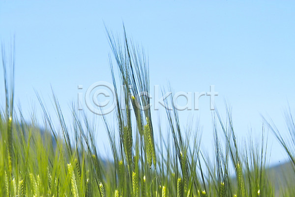 사람없음 JPG 포토 곡류 밭 배경화면 백그라운드 보리 보리밭 식물 야외 웰빙 유기농 자연 주간 풍경(경치) 하늘