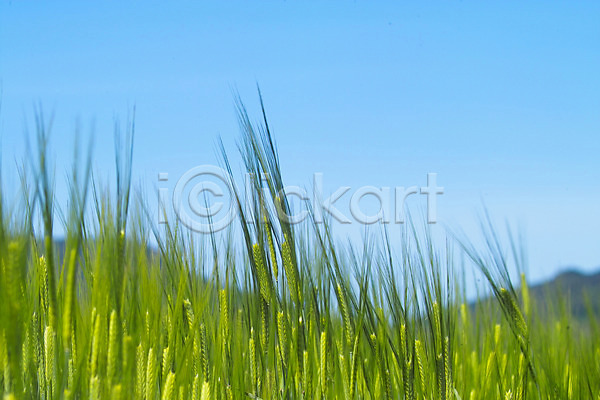 사람없음 JPG 포토 곡류 밭 백그라운드 보리 보리밭 식물 야외 웰빙 유기농 자연 주간 풍경(경치) 하늘