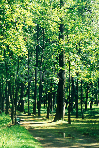 사람없음 JPG 포토 길 나무 러시아 산책로 삼림욕 수목원 숲 야외 외국문화 웰빙 유럽 자연 주간 풍경(경치) 해외 해외풍경