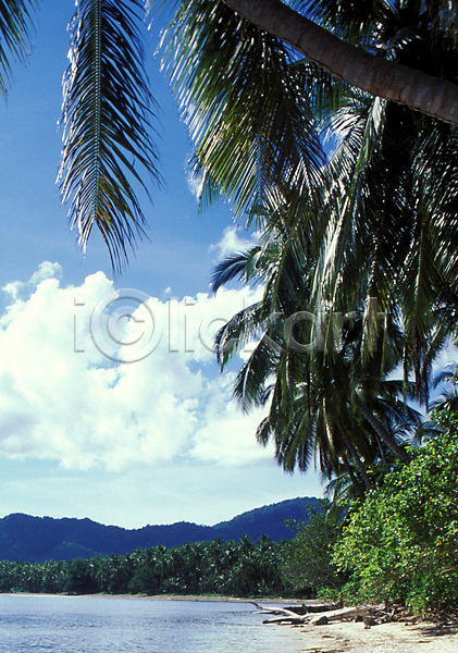 사람없음 JPG 포토 나무 뉴기니 바다 식물 야외 야자수 여행 자연 주간 파푸아뉴기니 풍경(경치) 하늘 해외 해외풍경 휴양지