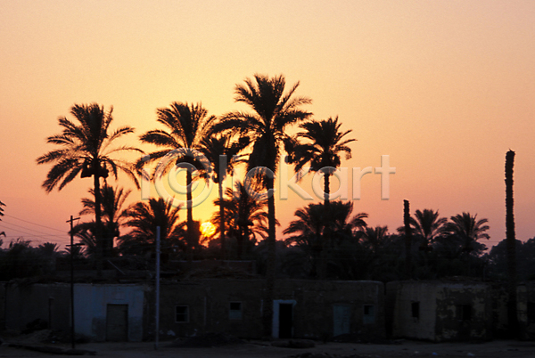 사람없음 JPG 실루엣 포토 나무 아프리카 야외 외국문화 이집트 일몰 일출 자연 주간 풍경(경치) 하늘 해외풍경