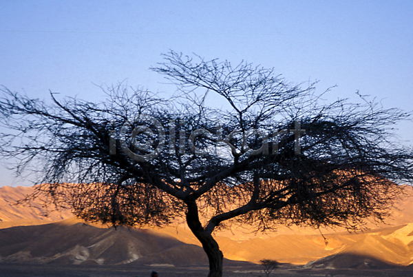 사람없음 JPG 포토 나무 사막 식물 아프리카 야외 외국문화 이집트 자연 주간 풍경(경치) 해외풍경