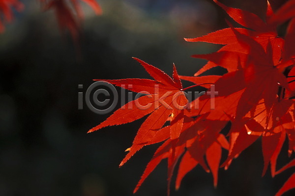 사람없음 JPG 포토 가을(계절) 계절 나무 나뭇잎 낙엽 단풍 단풍나무 사계절 식물 야외 자연 주간