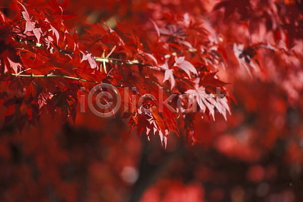 사람없음 JPG 포토 가을(계절) 계절 나무 나뭇잎 낙엽 단풍 단풍나무 사계절 식물 야외 자연 주간