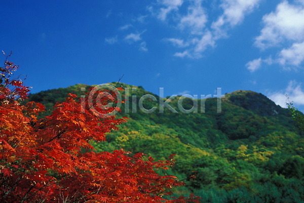 사람없음 JPG 포토 가을(계절) 계절 나무 단풍 단풍나무 사계절 산 식물 야외 자연 주간 풍경(경치) 하늘