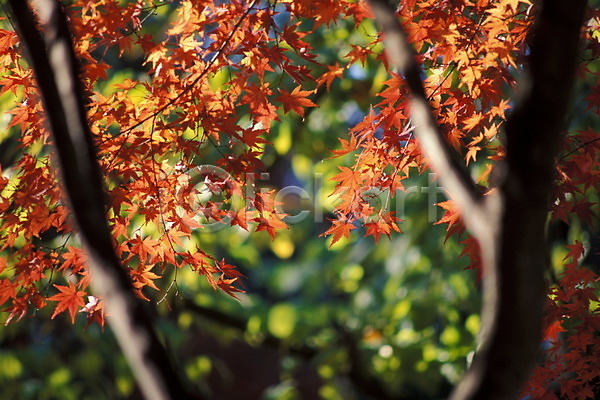 사람없음 JPG 포토 가을(계절) 계절 나무 나뭇잎 단풍 사계절 식물 야외 잎 자연 주간