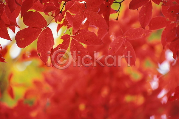 사람없음 JPG 포토 가을(계절) 계절 나무 나뭇잎 단풍 사계절 식물 야외 잎 자연