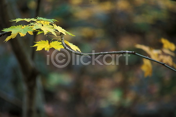 사람없음 JPG 포토 가을(계절) 계절 나무 나뭇잎 단풍 단풍나무 사계절 식물 야외 잎 자연