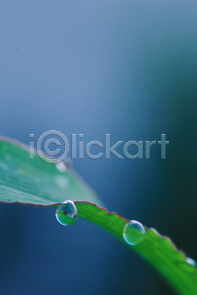 사람없음 JPG 근접촬영 포토 물 물방울 식물 야외 이슬 잎 초록색 풀(식물) 풀잎