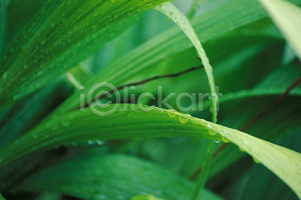 사람없음 JPG 근접촬영 포토 물 물방울 식물 이슬 잎 초록색 풀(식물) 풀잎