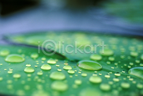 사람없음 JPG 근접촬영 포토 물 물방울 식물 야외 연 연잎 이슬 잎 주간 초록색 풀(식물)