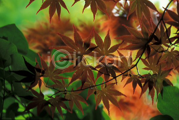 사람없음 JPG 포토 가을(계절) 계절 나무 나뭇잎 단풍 단풍나무 사계절 식물 야외 자연