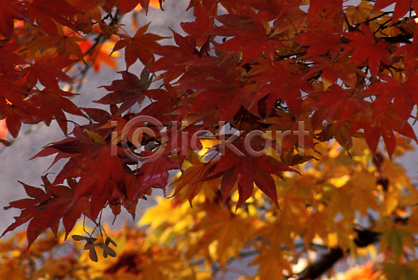 사람없음 JPG 포토 가을(계절) 계절 나무 나뭇잎 단풍 단풍나무 사계절 식물 야외 자연