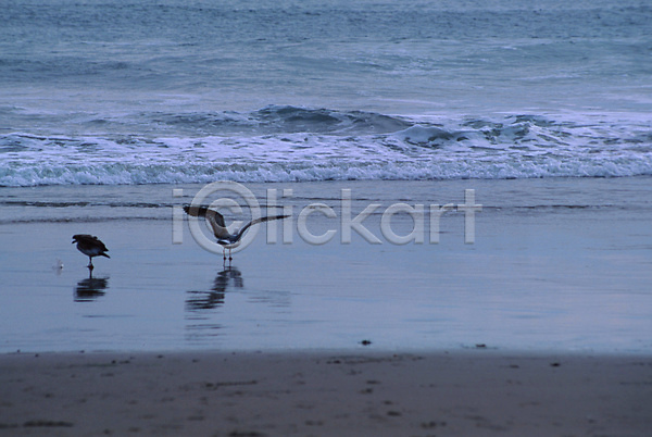 사람없음 JPG 포토 갈매기 동물 바다 야외 자연 조류 주간 척추동물 파도 풍경(경치) 해변