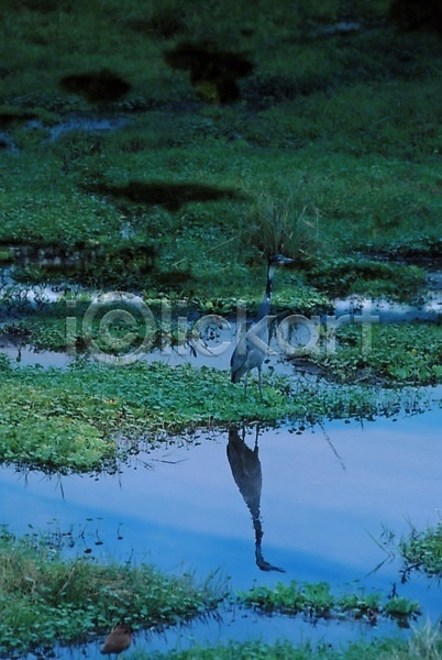 사람없음 JPG 포토 강 강가 동물 야외 자연 조류 주간 척추동물 풍경(경치) 호수