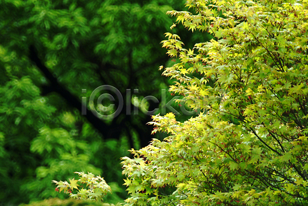 사람없음 JPG 포토 나무 나뭇가지 나뭇잎 봄 식물 야외 은행나무 잎 자연 주간