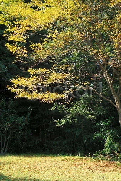 사람없음 JPG 포토 가을(계절) 계절 나무 나뭇가지 나뭇잎 낙엽 사계절 식물 야외 잎 자연 주간 풍경(경치)