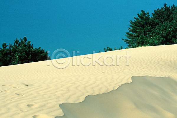사람없음 JPG 포토 나무 모래 모래언덕 사막 야외 자연 주간 풍경(경치) 해외풍경