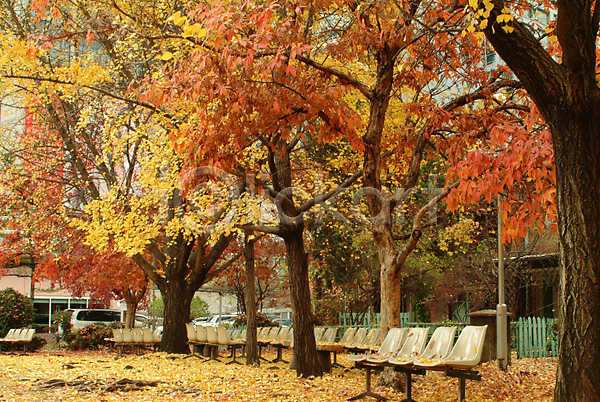 사람없음 JPG 포토 가을(계절) 계절 공원 나뭇잎 낙엽 단풍 단풍나무 사계절 식물 야외 은행잎 의자 자연 주간