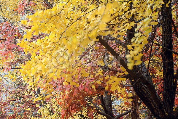사람없음 JPG 포토 가을(계절) 계절 나무 나뭇잎 단풍 단풍나무 사계절 식물 야외 은행잎 자연 주간