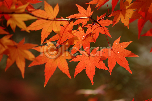 사람없음 JPG 포토 가을(계절) 계절 나무 나뭇잎 단풍 단풍나무 사계절 식물 야외 자연 주간