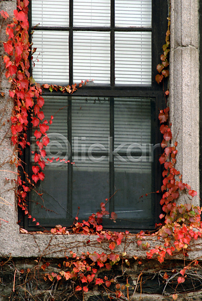 사람없음 JPG 포토 가을(계절) 건축 건축물 건축부분 계절 나뭇잎 단풍 사계절 시설물 식물 야외 자연 주간 창가 창문 현대건축