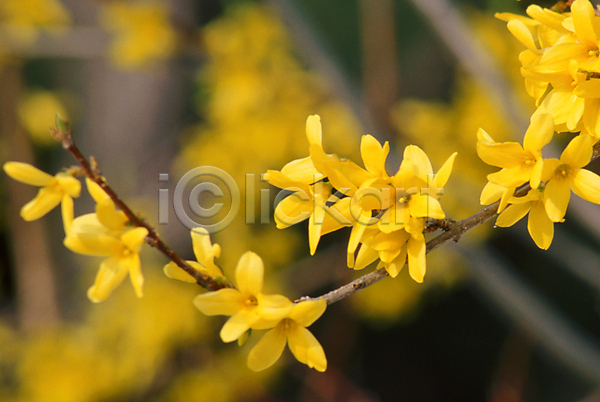 사람없음 JPG 포토 개나리 꽃 꽃잎 봄 봄꽃 식물 야외 여러송이 자연 주간