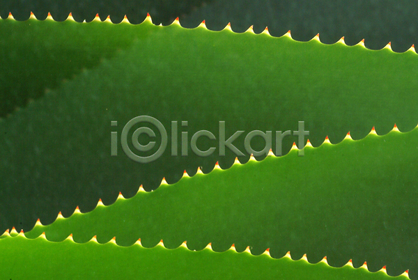 사람없음 JPG 근접촬영 포토 백그라운드 식물 알로에 야외 잎 자연 주간 초록색