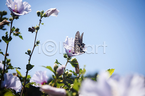 사람없음 JPG 포토 꽃봉오리 무궁화 야외 자연 주간 줄기 풍경(경치) 하늘 한마리 호랑나비