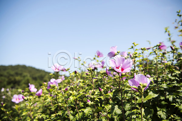 사람없음 JPG 포토 꽃밭 꽃봉오리 무궁화 산 야외 자연 주간 줄기 풍경(경치) 하늘