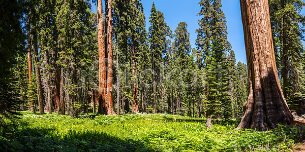 사람없음 JPG 포토 해외이미지 거인 공원 국립공원 나무 나무껍질 나뭇가지 내추럴 목재 미국 숲 식물 야외 여름 옛날 자연 전국 초록색 초승달 침엽수 캘리포니아 파노라마 풍경 해외202004 해외포토