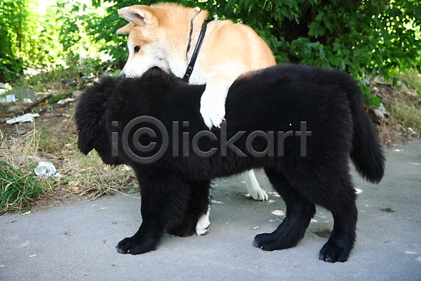 위험 자신감 행복 사람없음 JPG 포토 해외이미지 강아지 개 고체 근육질 기르기 놀이 동물 반려동물 신체 얼굴 용기 일본 지능 큼 해외202004 힘 힘찬