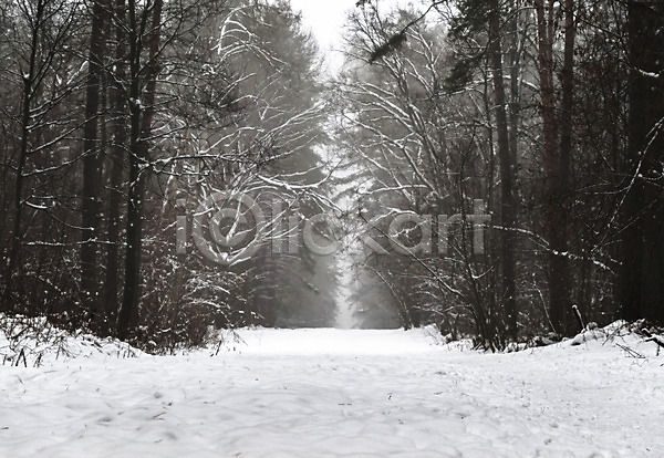 사람없음 JPG 포토 해외이미지 겨울 겨울풍경 나무 눈(날씨) 숲속 야외 자연 주간 해외202004