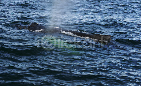 사람없음 JPG 포토 해외이미지 고래 꼬리 남극 대서양 동물 물 바다 아이슬란드 야생동물 여행 자연 지느러미 포유류 항해 해외202004