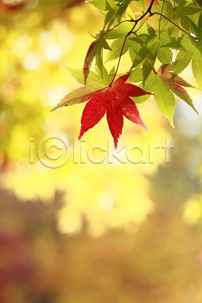 사람없음 JPG 포토 해외이미지 가을(계절) 나무 백그라운드 숲 잎 자연 해외202004