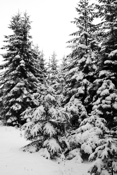 사람없음 JPG 포토 해외이미지 겨울 겨울풍경 나무 눈(날씨) 눈덮임 야외 주간 해외202004