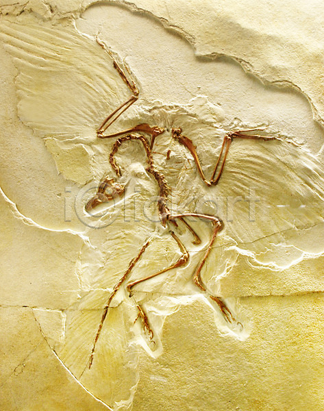 사람없음 JPG 포토 해외이미지 고고학 고생물 골격 공룡 동물 바위 선사시대 역사 조류 지질학 질감 해외202004 화석