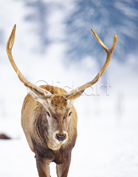사람없음 JPG 포토 해외이미지 겨울 뿔 사슴 숲 야생동물 야외 응시 주간 풍경(경치) 해외202004