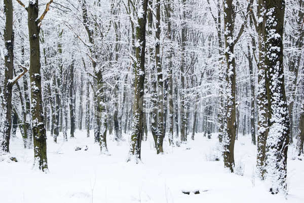 사람없음 JPG 포토 해외이미지 겨울 겨울풍경 나무 눈(날씨) 눈덮임 숲속 야외 자연 주간 해외202004
