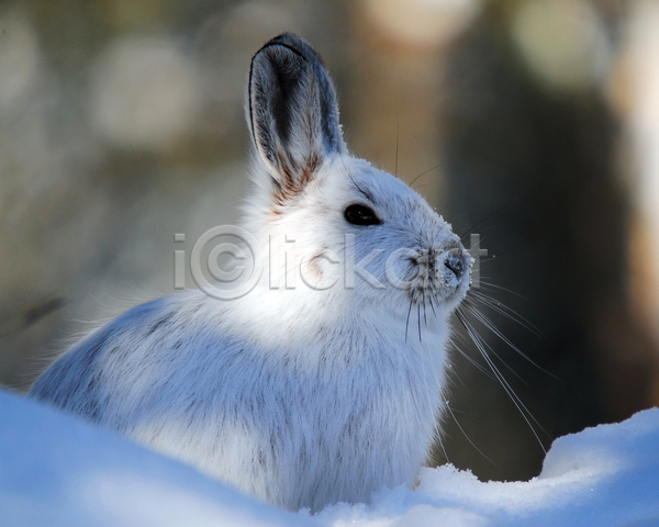 사람없음 JPG 아웃포커스 포토 해외이미지 겨울 눈(날씨) 눈덮임 야외 응시 주간 토끼 한마리 흰토끼
