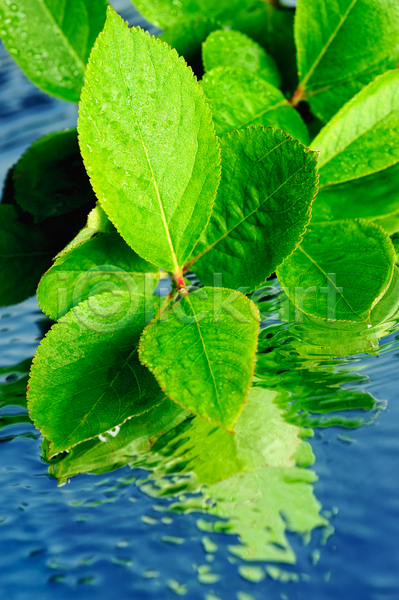 떨어짐 순수 사람없음 JPG 실루엣 포토 해외이미지 계절 그리너리 내추럴 모양 물 백그라운드 식물 잎 자연 정원 젖음 질감 초록색 표면 해외202004
