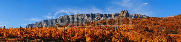 성장 사람없음 JPG 포토 해외이미지 계곡 계절 내추럴 농업 농장 바람 밭 산 산업 수평선 수확 시골 식물 야외 언덕 여행 잎 자연 줄서기 초록색 태양 포도 포도밭 풍경 하늘 해외202004 해외포토 휴가