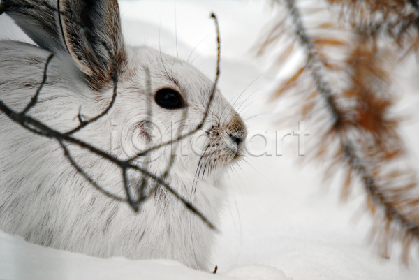사람없음 JPG 포토 해외이미지 겨울 나뭇가지 눈(날씨) 눈덮임 야외 주간 토끼 한마리 흰토끼