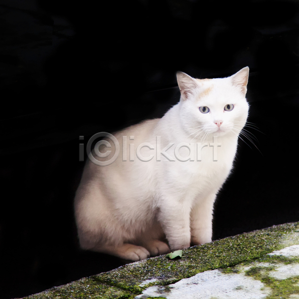 호기심 사람없음 JPG 포토 해외이미지 1 고양이 동물 반려동물 백그라운드 빨간색 솜털 숏컷 얼룩무늬 오렌지 응시 포유류 해외202004 흰색