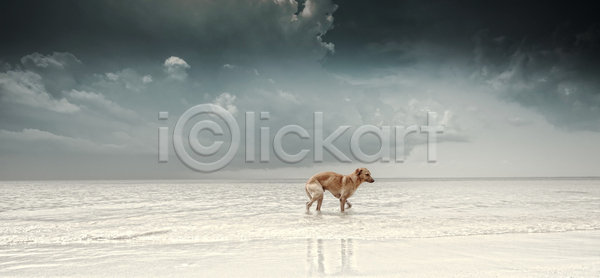 산책 사람없음 JPG 포토 해외이미지 개 동물 만 모래 바다 섬 여행 자연 조류 크루즈 하늘 해외202004 해외포토